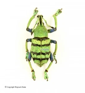 Eupholus schoenherri petiti form - nice, Irian - Picture 1 of 1