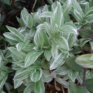 Pistachio White Tradescantia (aka Wandering Jew) - Picture 1 of 1