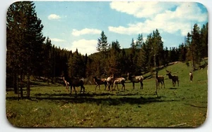 AK Elchherde in den Rocky Mountains PM 1971 - Bild 1 von 2