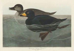 Black Scoter Duck -John James Audubon Vintage Bird Print Wall Art Picture Poster - Picture 1 of 6