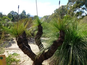 Northern Grass Tree (Xanthorrhoea johnsonii) 10 Seeds - Picture 1 of 1