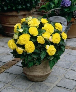 Begonia Fortune yellow x 6 plug plants for pots,tubs,baskets - Picture 1 of 1