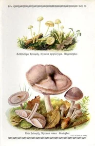 1913 GRAMBERG CHROMOLITHOGRAPH Mushrooms: yellowleg bonnet, rosy bonnet - Picture 1 of 3