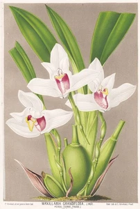 Maxillaria Orquídea Orquídea Madagascar Madagascar Flor Botánica Stroobant Litografía - Imagen 1 de 1