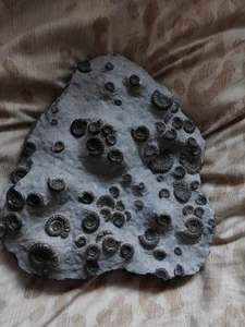 Arnioceras Fossil Block - Picture 1 of 3