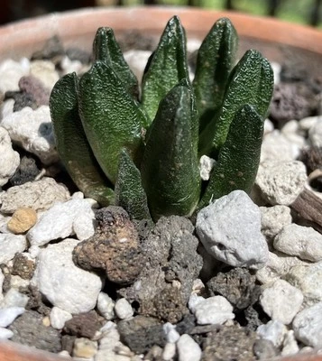 Ariocarpus Scapharostrus - Image 1 of 4