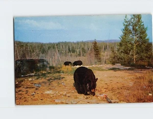 Postkarte Schwarzbär & Jungen - Bild 1 von 2