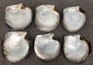 6 Natural Tahitian Black Lipped Mother of Pearl Caviar Dish Jewelry Dish Crafts - Picture 1 of 7