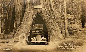Vintage RPPC Redwood Highway California Car 1937 License Plate Coolidge Tree - Imagen 1 de 3
