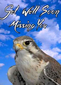 Peregrine Falcon A5 Get Well Soon  Greeting Card  ref310 Dad Mum Friend  - Picture 1 of 1