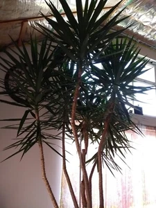 Yucca Palme ca. 4 m hoch,  2,5 m breit,  90-100 kg schwer, eingetopft. - Bild 1 von 3