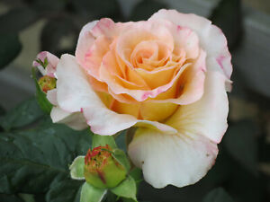 5x Rosen Stecklinge, Steckholz, Rose, mehrfarbige Blüte, winterhart, Edelrose