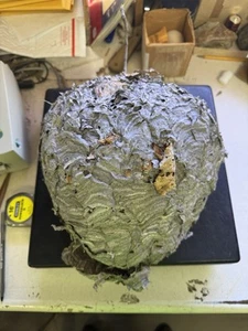Hornissennest Wespenstock Biene echte Wohndeko - Bild 1 von 11