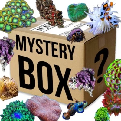 ✅SPECIALE Promo Box M Coralli Invertebrati Acquario Marino Box Sorpresa Rarità - Immagine 1 di 4
