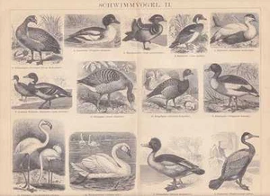 Albatros Königspinguin Möwen Tordalk HOLZSTICH von 1886 Tölpel Pelikan - Bild 1 von 1