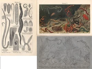 Würmer I und II Sandwurm Ringelwürmer Vielborster Lithographie / Holzstich 1909 - Picture 1 of 1