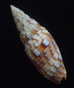 Gema de subarranca de 38 mm Seashell - Imagen 1 de 4