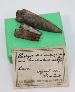 Belemnit, Pachyteuthis acuta, Jura, Hettang, Gemünd, Deutschland -i473 - Bild 1 von 6