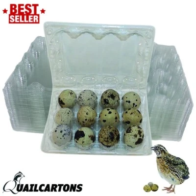NWQUAILFARM.COM Larger Jumbo Quail Egg Cartons 12 Egg Cell 100 Pack (3x4 with 33*45 cell)