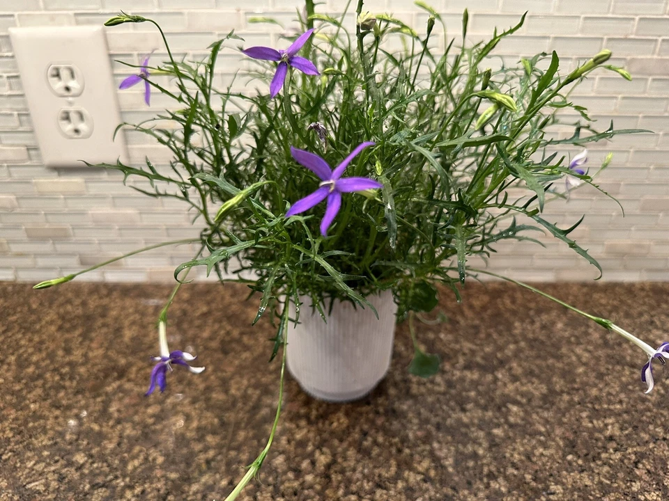 Небольшая сеялка с капельным контейнером **сверхпрочная ** - Изображение 1 из 4