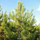 Pallas Kiefer frische Samen 20 STCK. Pinus pallasiana. Baumsamen