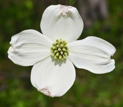2 белых кизила (Cornus Florida) контейнер 4 дюйма - Изображение 1 из 2