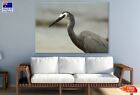 White Faced Heron View Photograph Wall Canvas Home Decor Australian Made Quality