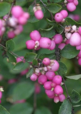 Symphoricarpos Orgullosa Baya Coral Baya Planta Viva 4" Maceta Ganadores Probados Jardín Foto 1 de 2