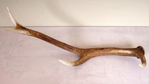Schöne 8ender Rothirschstange  Red Stag Antler - Bild 1 von 4