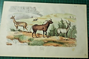 unterschiedliche Antilopen auf altkoloriertem Stahlstich von 1835 aus E. Guerin - Bild 1 von 2