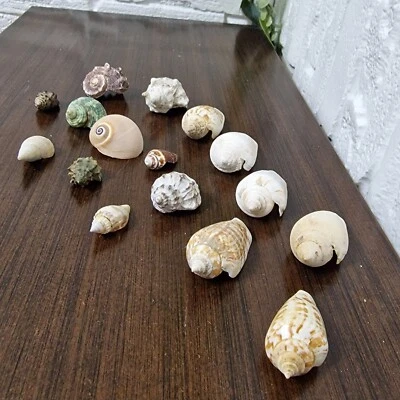 17 Rare Sea Snail Shells Collection - 10 Species - Natural Marine Decor & Crafts - Bild 1 von 4