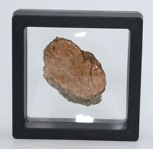 Triceratops Dinosaur Fossil Frill Bone 1.7" Hell Creek South Dakota SD COA 6937 - Picture 1 of 11