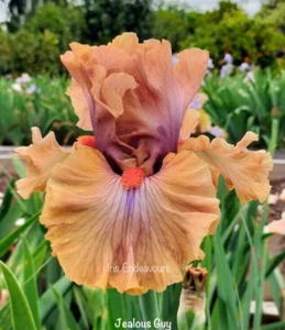 TALL BEARDED IRIS " JEALOUS GUY" 1 x POT GROWN ROOTED RHIZOME - Picture 1 of 2