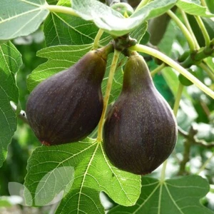 3x Fig Tree 'Brown Turkey' 8" Unrooted cuttings Ficus Carica Hardy Edible Fruit - Picture 1 of 5