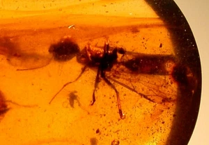 Large Cretaceous Wasp with Piercing Jaws in Burmite Amber Fossil Dinosaur Age - Picture 1 of 14