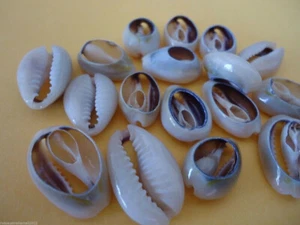 50 x Natural Sea Shell Beads Cowry Cowrie Craft 18-20mm Black (BSHE-S053) - Picture 1 of 3