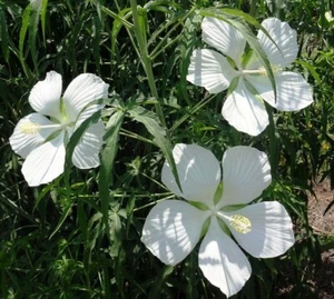 HIBISCUS COCCINEUS ALBA, ESTRELLA BLANCA DE TEXAS - Imagen 1 de 2