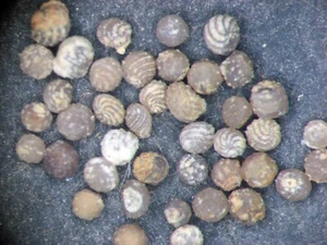 Devonian Cerro Gordo Shale charophyte fossil plant slide mount Karpinskya biline - Picture 1 of 4