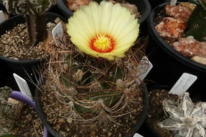 Astrophytum Capricorne Hybrid (5-250 SEEDS) Cactus Samen Korn Graine 種子 Семена - Picture 1 of 4