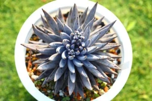 Echeveria unguiculata ( Mexican original ) 🏵️one plant about 5cm Succulent - Picture 1 of 2