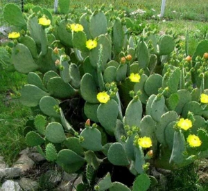 3 SPINELESS PRICKLY PEAR Cactus Pads - Nopales - Opuntia Cacanapa Elisiana - Picture 1 of 2