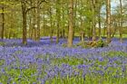 Bluebell Woods Bluebells Greys Court Oxfordshire England Photograph Picture