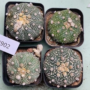 4PCS 5CM Rare Plant SucculentLive Astrophytum asterias Own Root WYSIWYG - Picture 1 of 7
