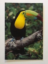 Postcard - Belize, Kell-billed Toucan