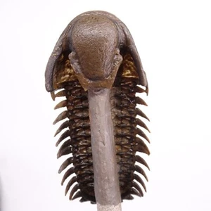 TRILOBITE Crotalocephalus gibbus - Imagen 1 de 7