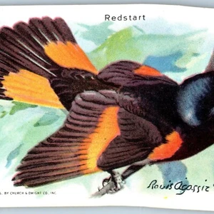 Tarjeta comercial de bicarbonato de sodio con brazo de pájaro Redstart de la década de 1930 9ª #1 Iglesia Dwight C10 - Imagen 1 de 3