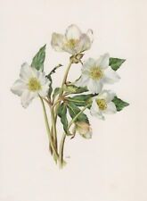Snow Rose (Helleborus Niger) Offset-Lithografie 1965 Anne Marie Trechslin
