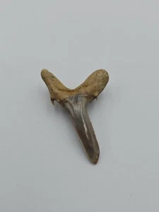 Auténtico diente de tiburón estriatolamia - fósil antiguo, en buen estado - Imagen 1 de 4