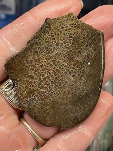 Dinosaur Gem Bone Slab Healing Stone - Picture 1 of 3