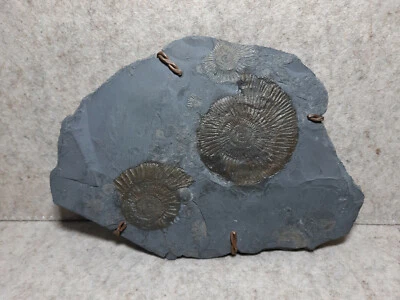 Schnecken Muscheln Fossil im Schieferstein Stein von Schwäbscher Alb aus Nachlaß - Bild 1 von 4